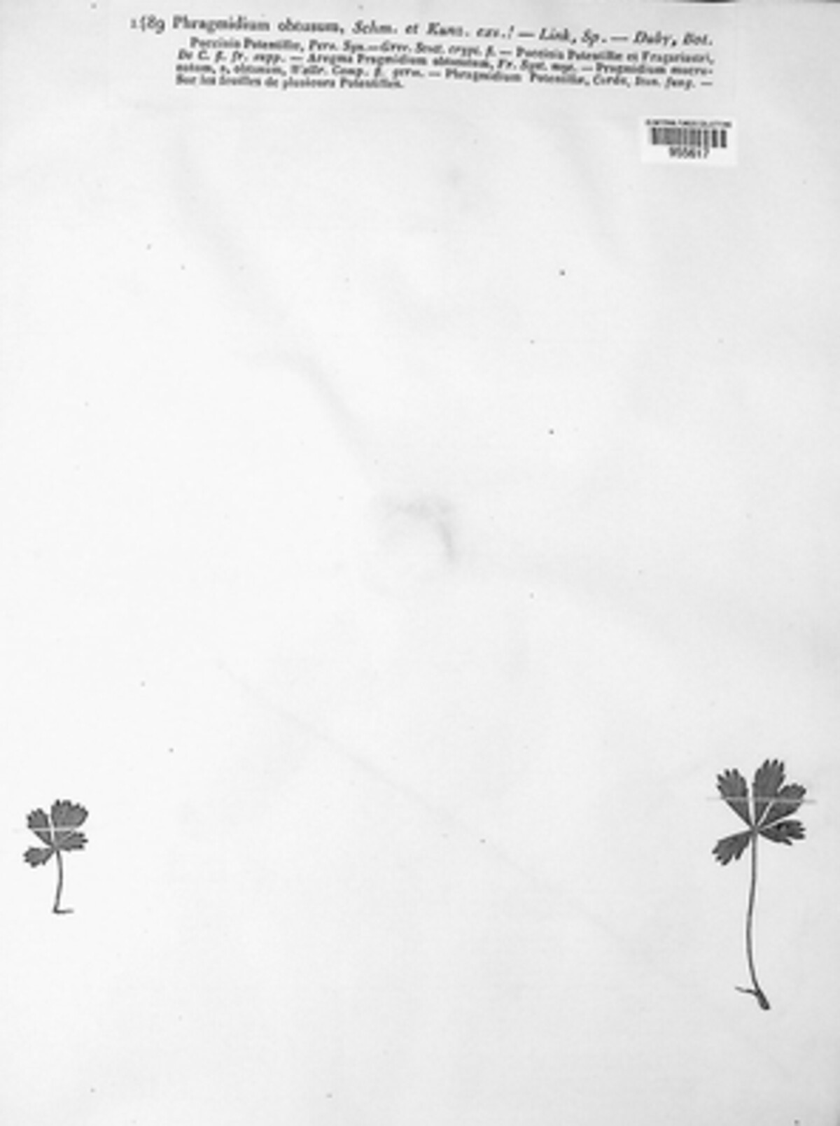 Phragmidium fragariae image